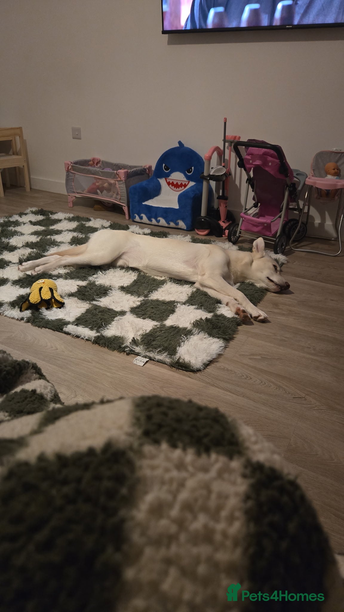 Mixed Breed dogs Dog for sale - Advert 2