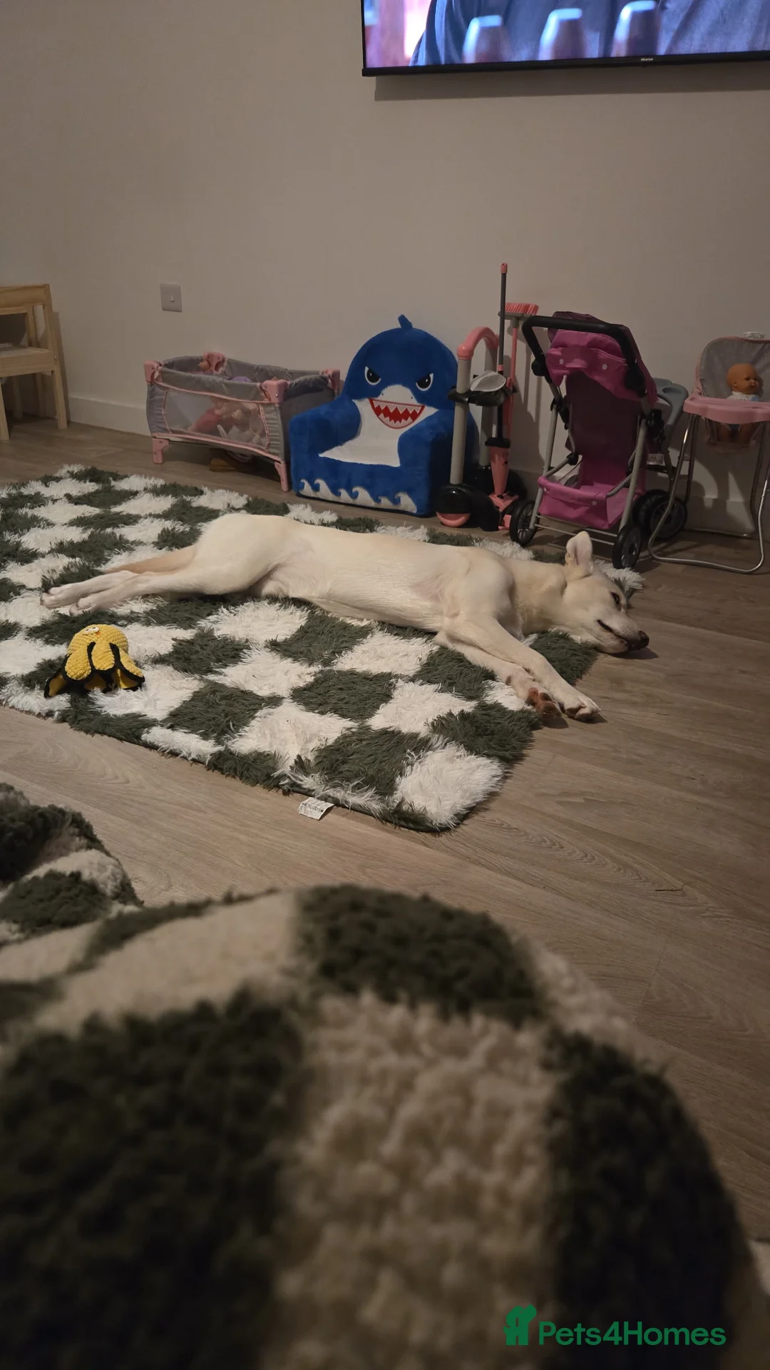 Mixed Breed dogs for sale: Dog for sale - Advert 1