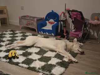 Mixed Breed dogs Dog for sale - Advert 2