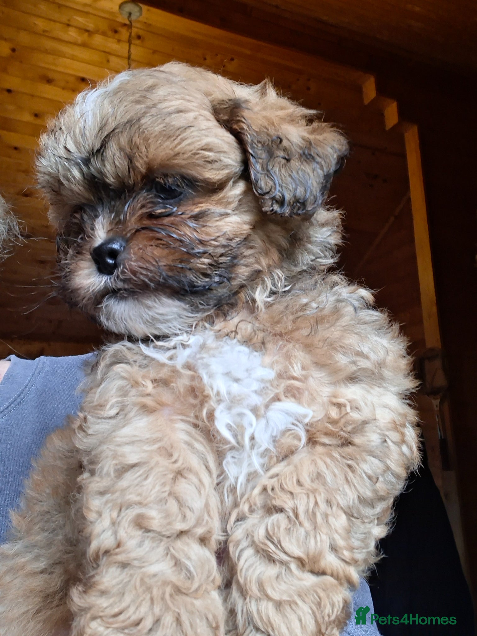 Shihpoo dogs Stunning F1 Shihpoo puppies  - Advert 10