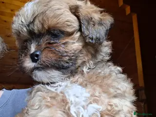 Shihpoo dogs Stunning F1 Shihpoo puppies - Advert 10
