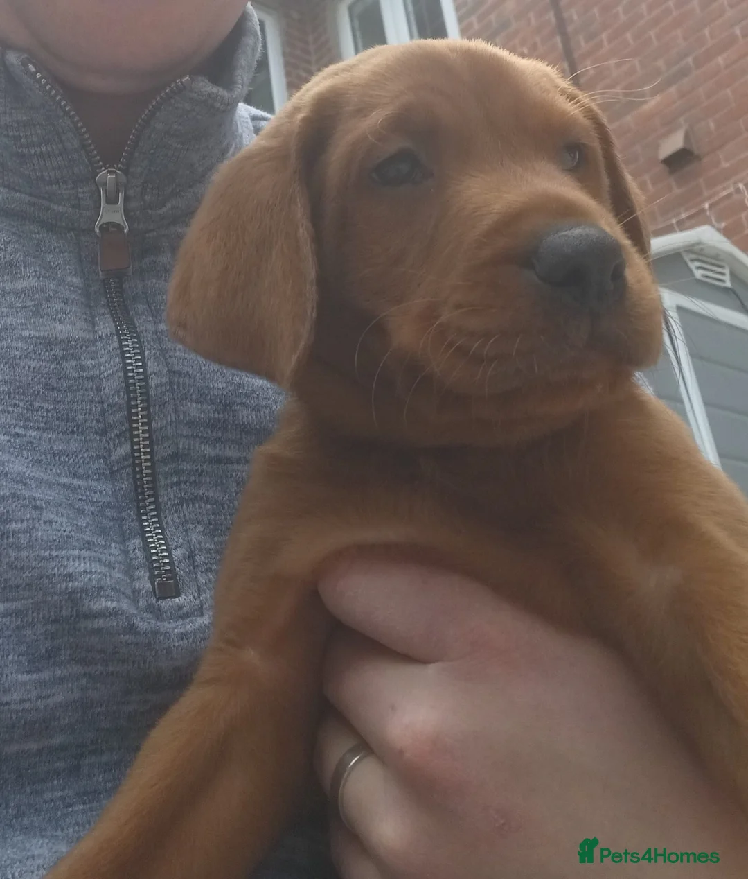Labrador Retriever dogs for sale: Dark KC Fox Red Labrador puppy for sale  - Advert 2