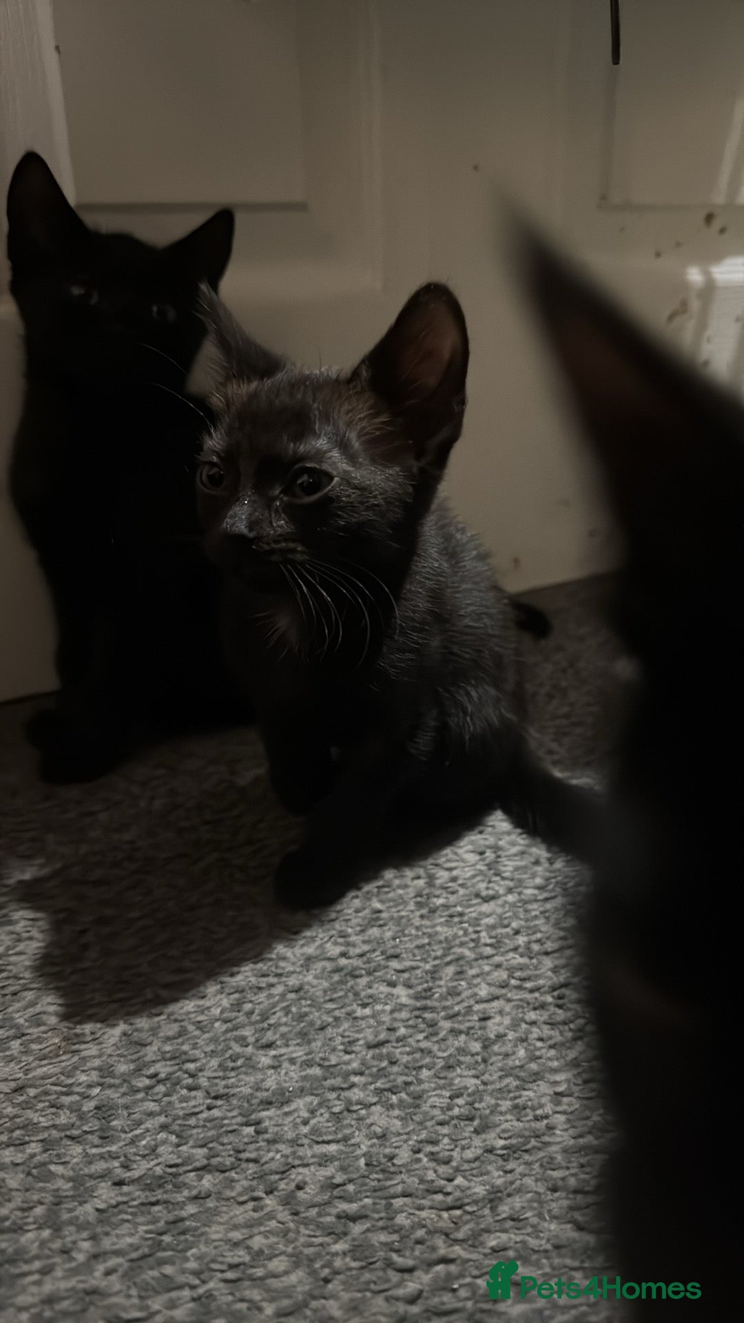 Domestic Shorthair cats for sale: Black kittens  - Image 15