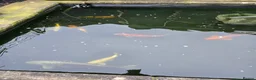 Koi Carp fish for sale: Pond Fish / Koi for Sale. in Stoke-on-Trent - Advert 6
