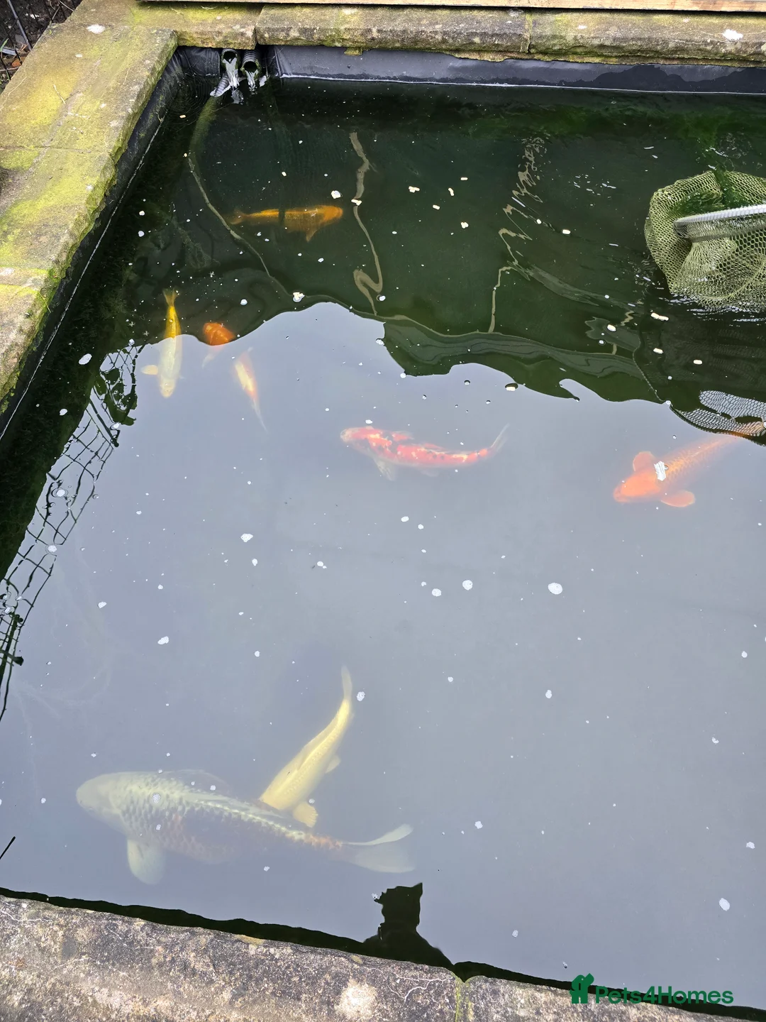 Koi Carp fish for sale: Pond Fish / Koi for Sale. in Stoke-on-Trent - Advert 6