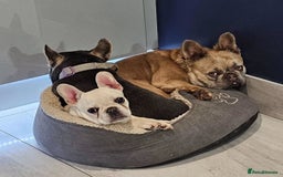 French Bulldog dogs for sale: French Bulldog Female - Image 9