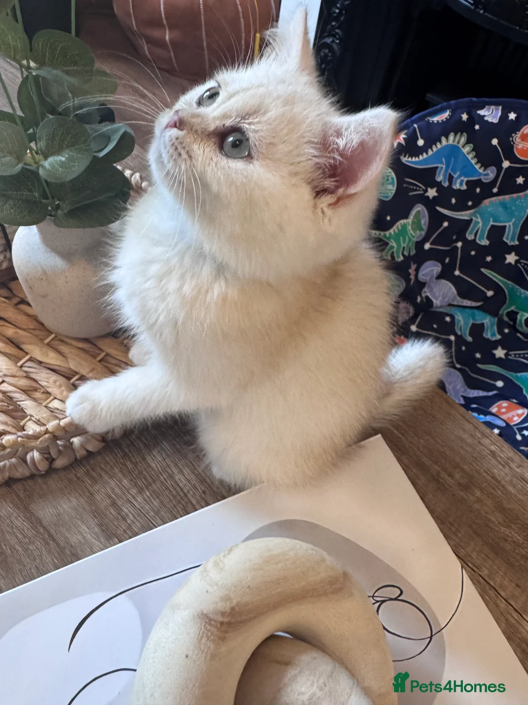 British Shorthair cats for sale: British Shorthair Male – Loving Home Wanted - Advert 3