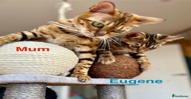 Bengal cats - Advert 3