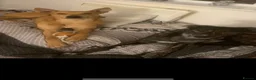 Lurcher dogs for sale:     10 beautiful Lurcher Puppies  6 Girls, 4 Boys  - Advert 3