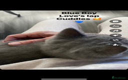 British Shorthair cats for sale: GCCF REG HEALTH TESTED KTTENS AVAILABLE 🥰 - Image 19