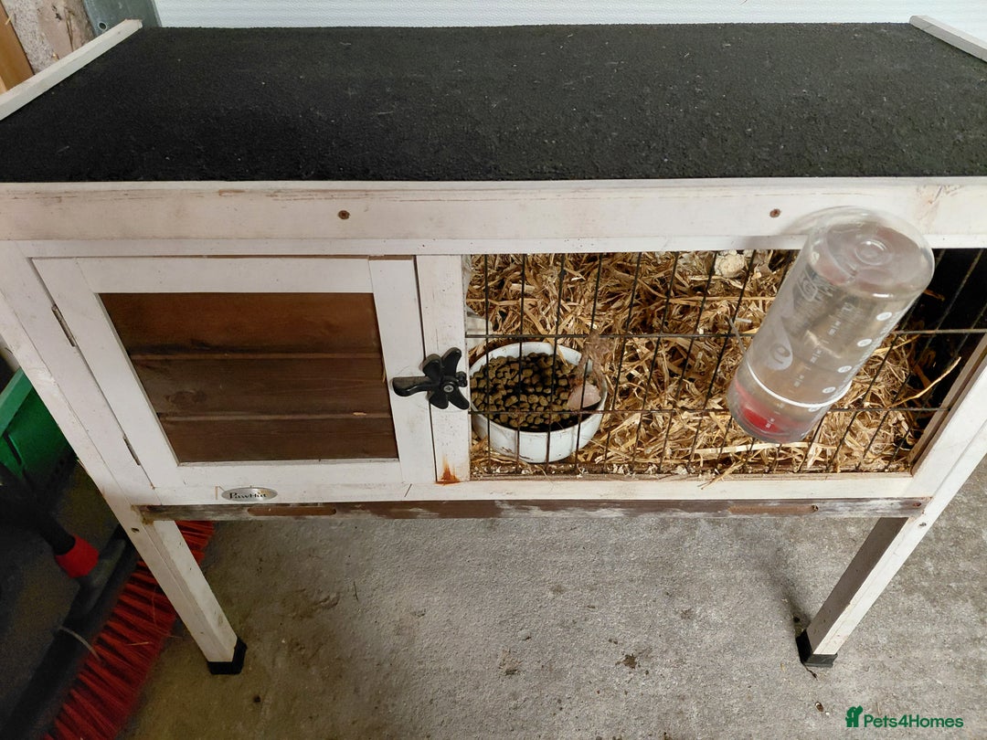 Guinea Pig rodents for sale: 2 Female Gineau Pigs For Sale - Advert 3