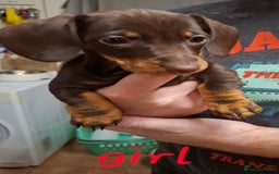 Dachshund dogs for sale: Gorgeous chocolate Dachshunds  - Image 2