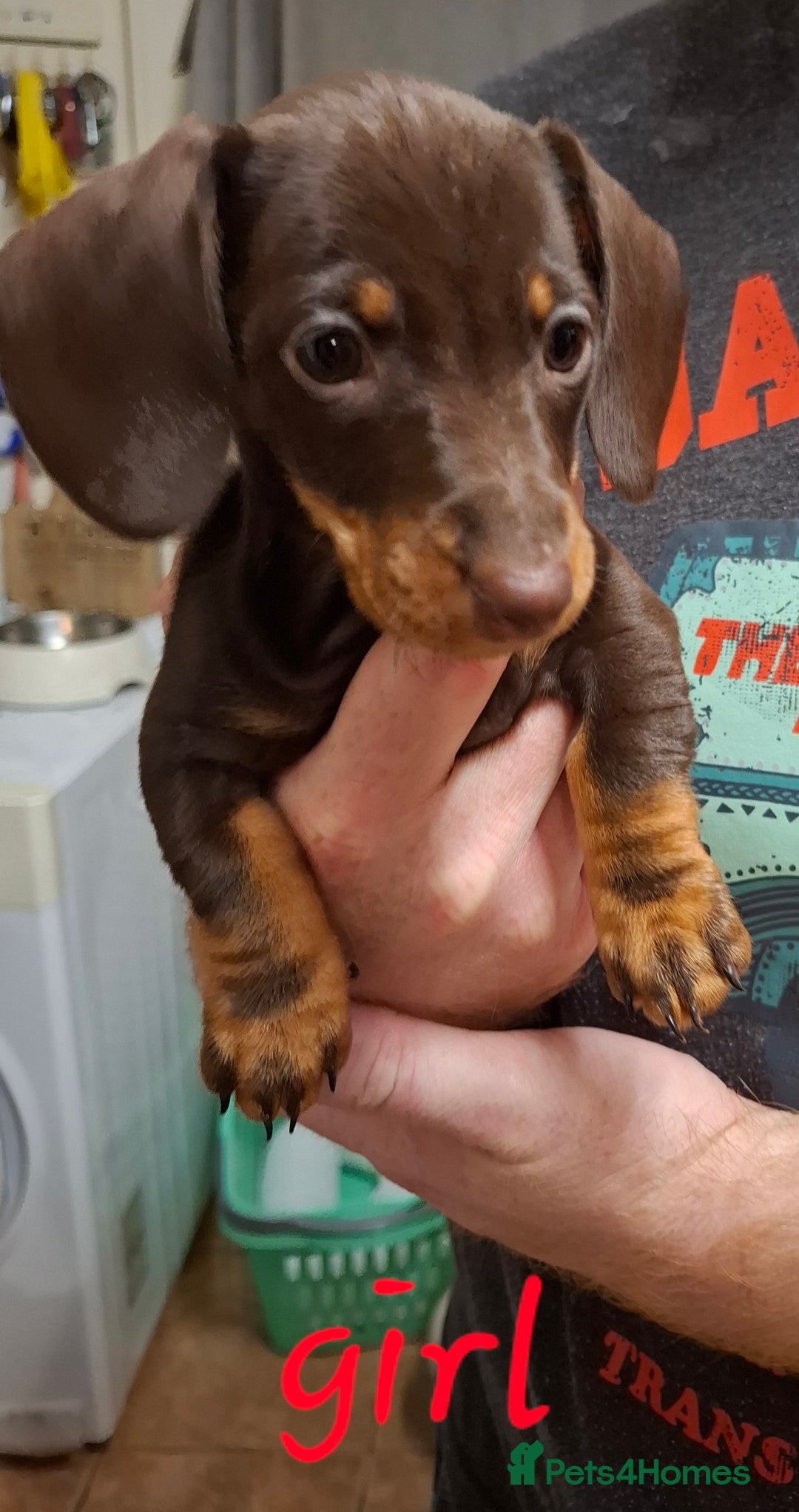 Dachshund dogs for sale: Gorgeous chocolate Dachshunds  - Image 2