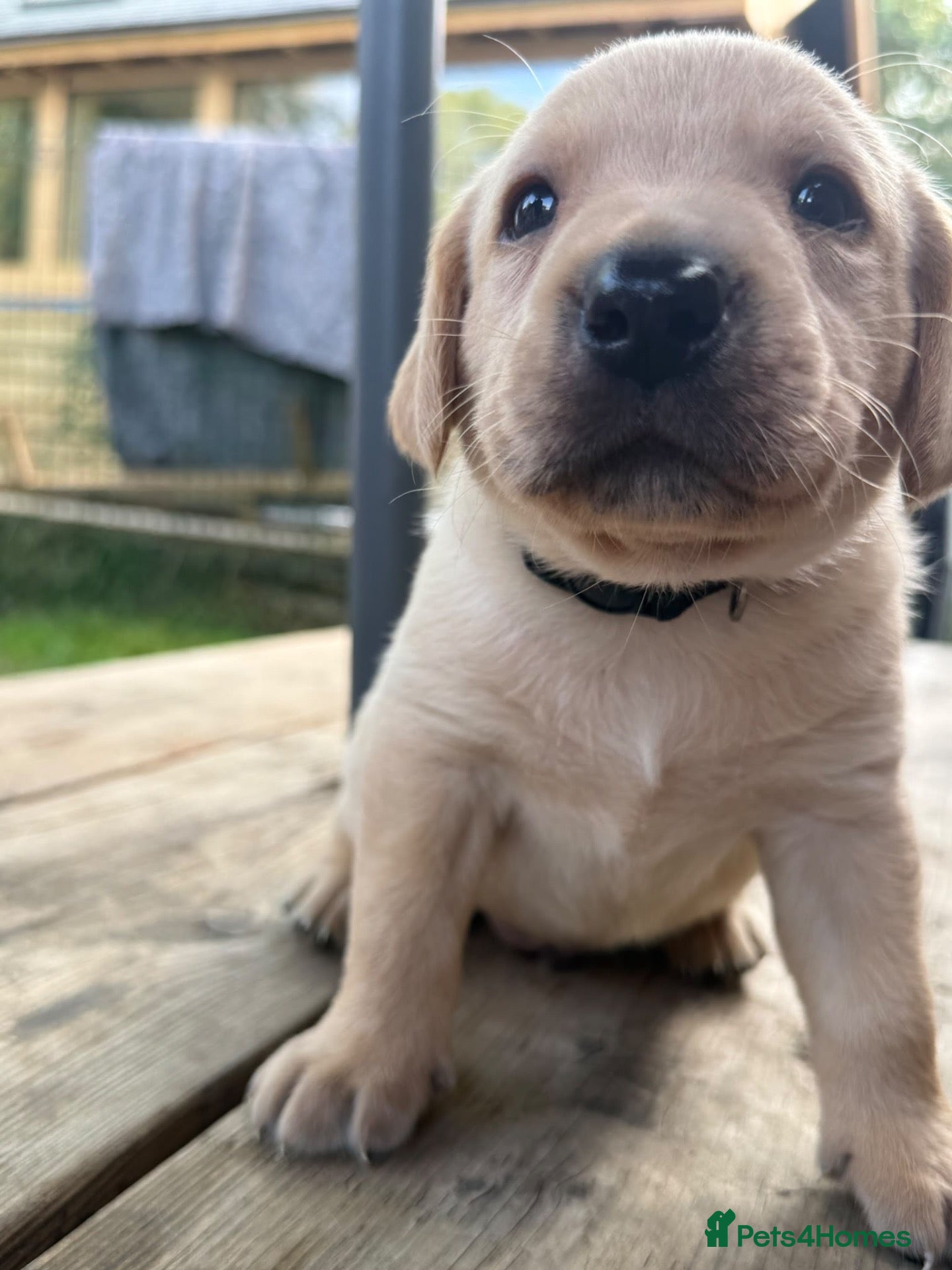 Labrador Retriever dogs RKC health checked working Labradors  - Advert 1