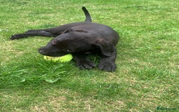 Presa Canario dogs for sale: Presa canario puppies ready now 2 boys 1 girl left - Image 4