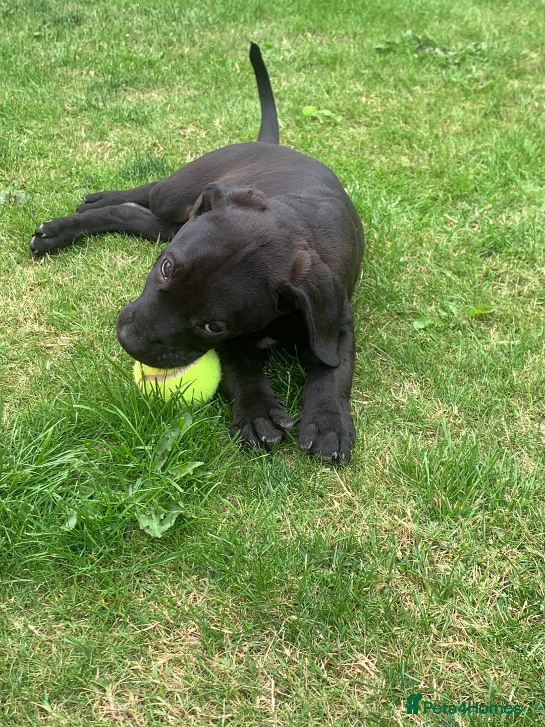 Presa Canario dogs for sale: Presa canario puppies ready now 2 boys 1 girl left - Image 4