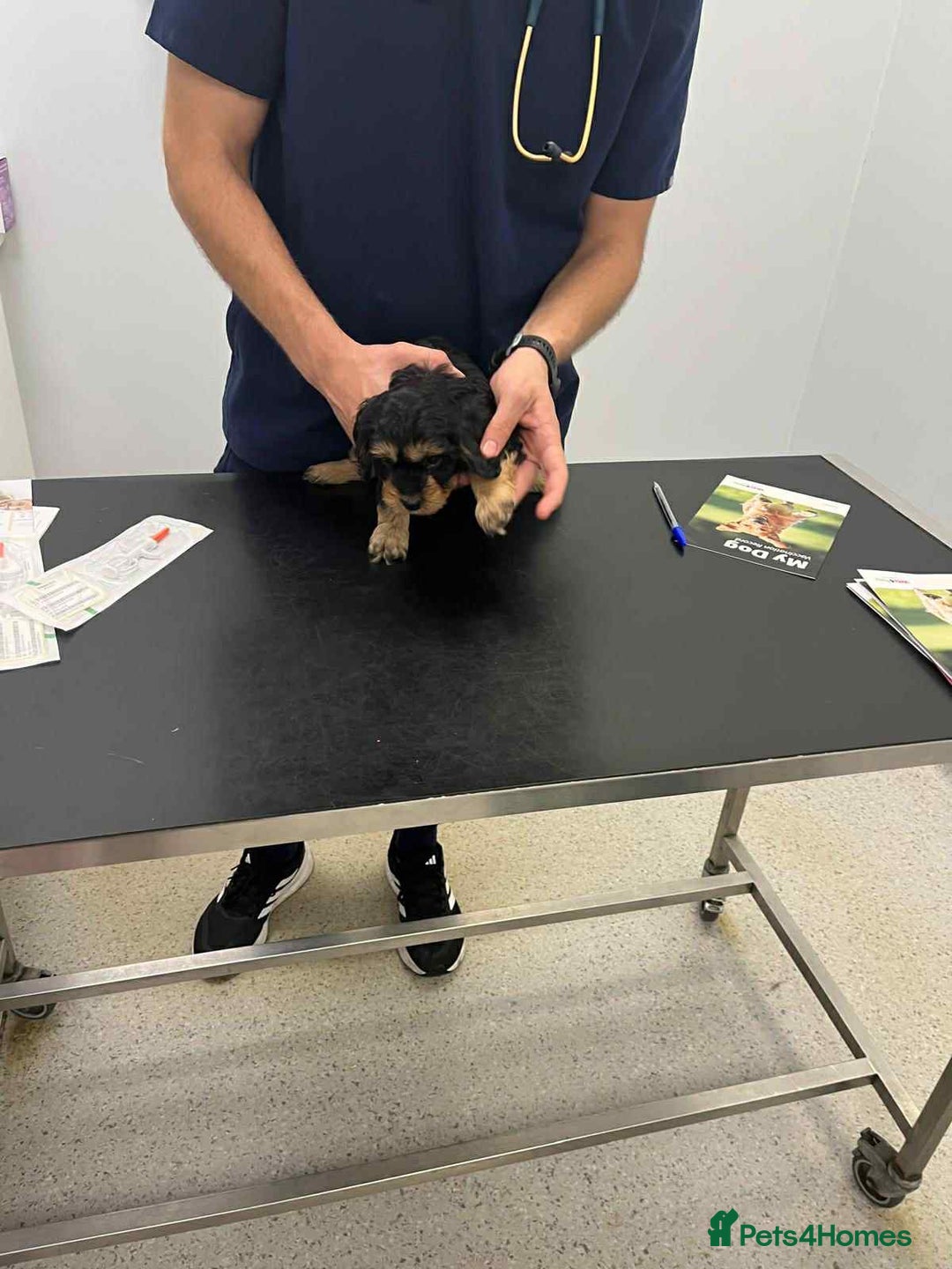 Cavapoo dogs for sale: Ruby &black n tan boys and girls  - Image 28