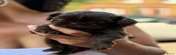 Shih Tzu dogs for sale: 4 Beautiful Shih Tzu Puppies - Advert 4