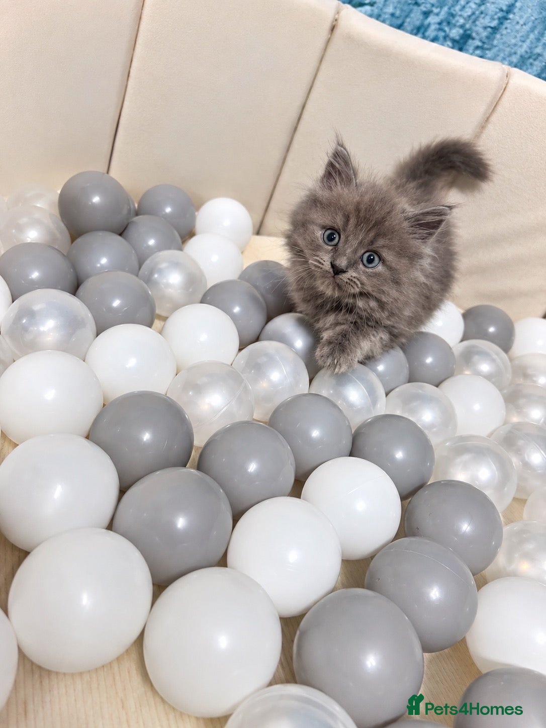 Ragdoll cats 🐾Last female ragdoll x Scottish fold left!!!!🐾 - Advert 3