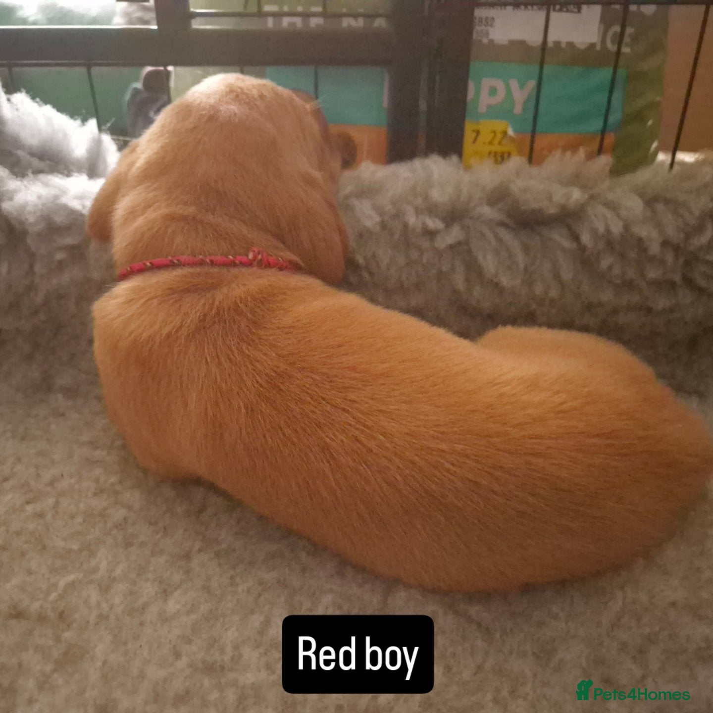 Labrador Retriever dogs Health Tested KC FoxRed Working Labrador Puppies  - Advert 6