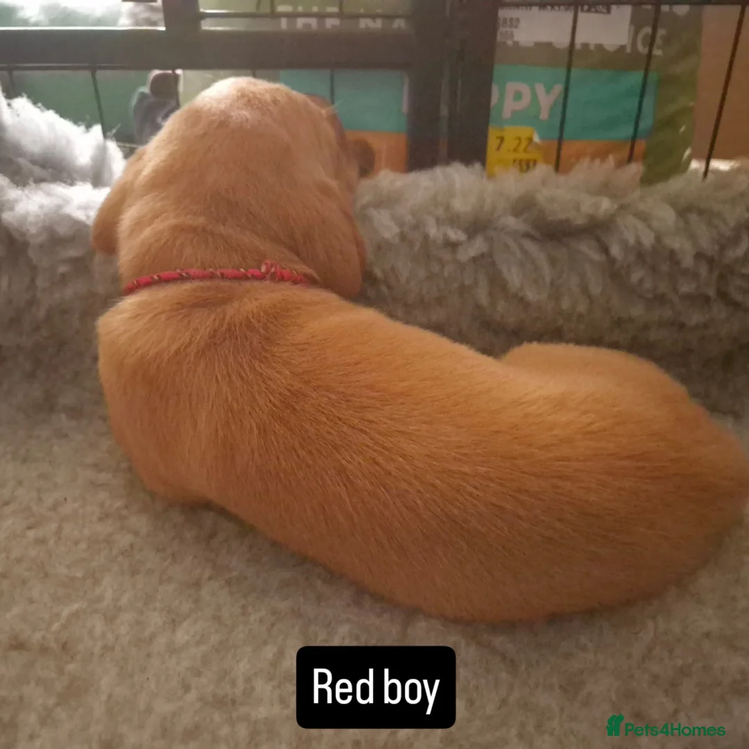 Labrador Retriever dogs for sale: Health Tested KC FoxRed Working Labrador Puppies  - Advert 1