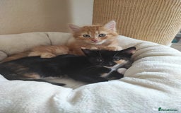 British Shorthair cats for sale: two kittens for sale - Image 1