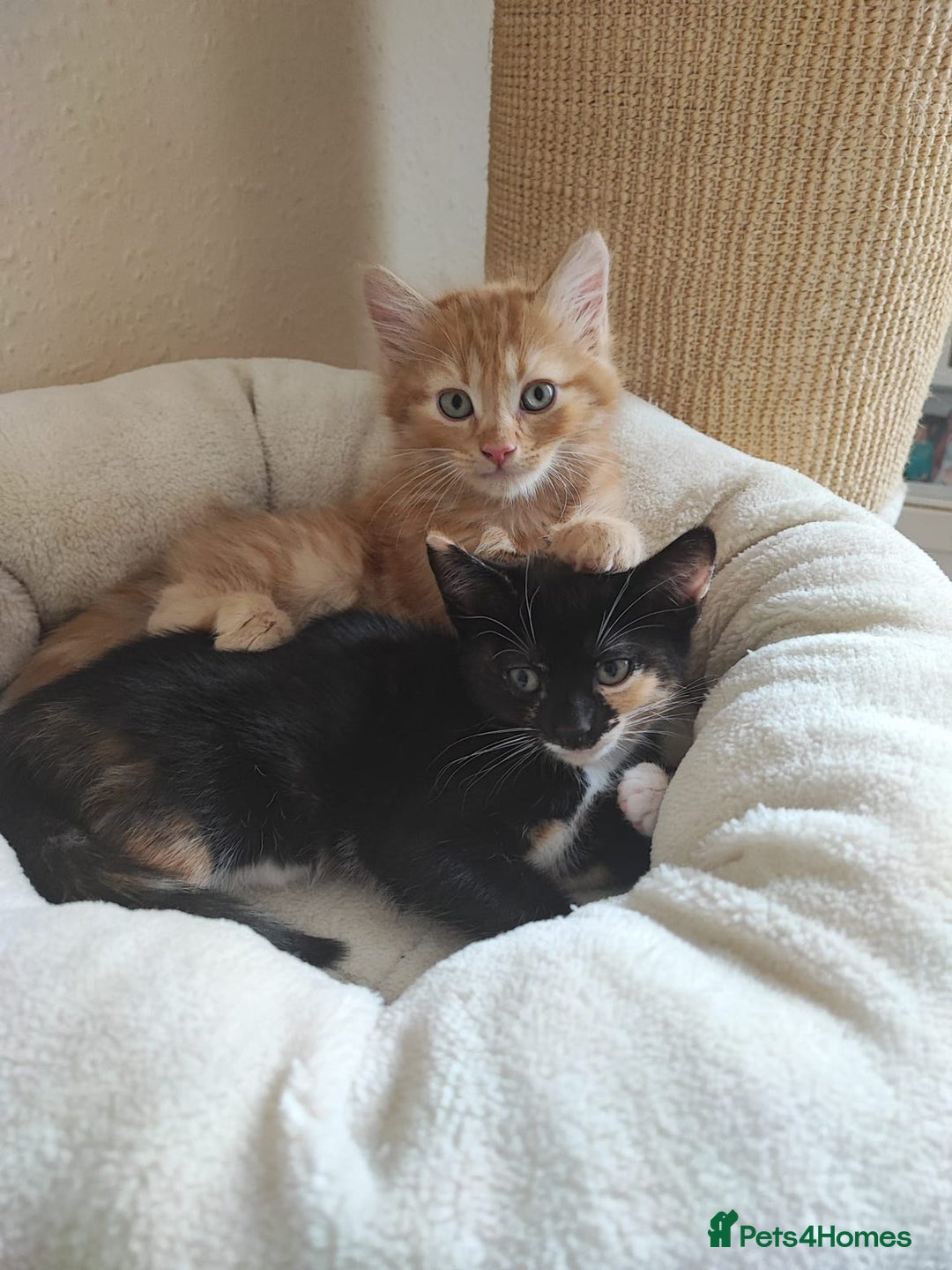British Shorthair cats for sale: two kittens for sale - Image 1