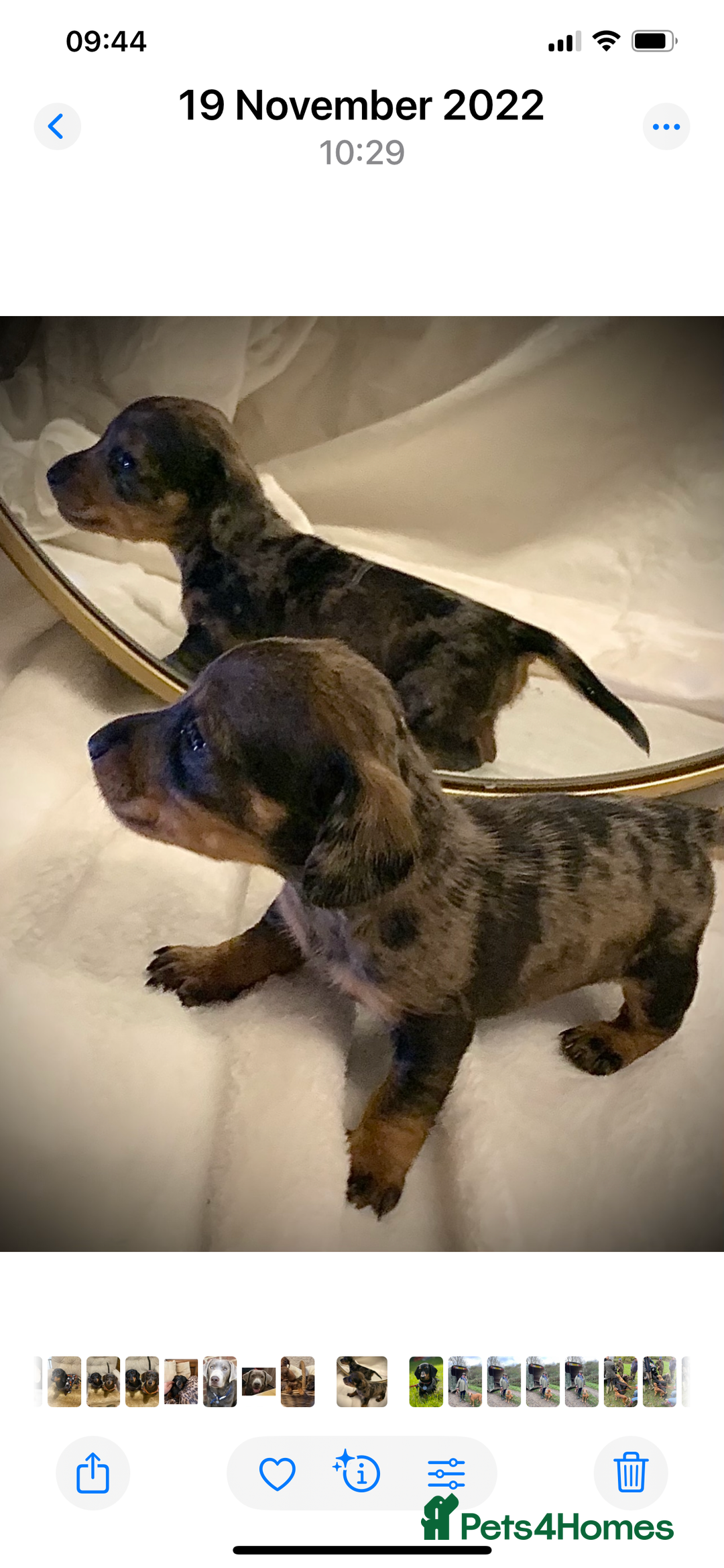 Miniature Dachshund dogs for sale: Stunning tiny KC Miniature Dachshunds - Advert 9
