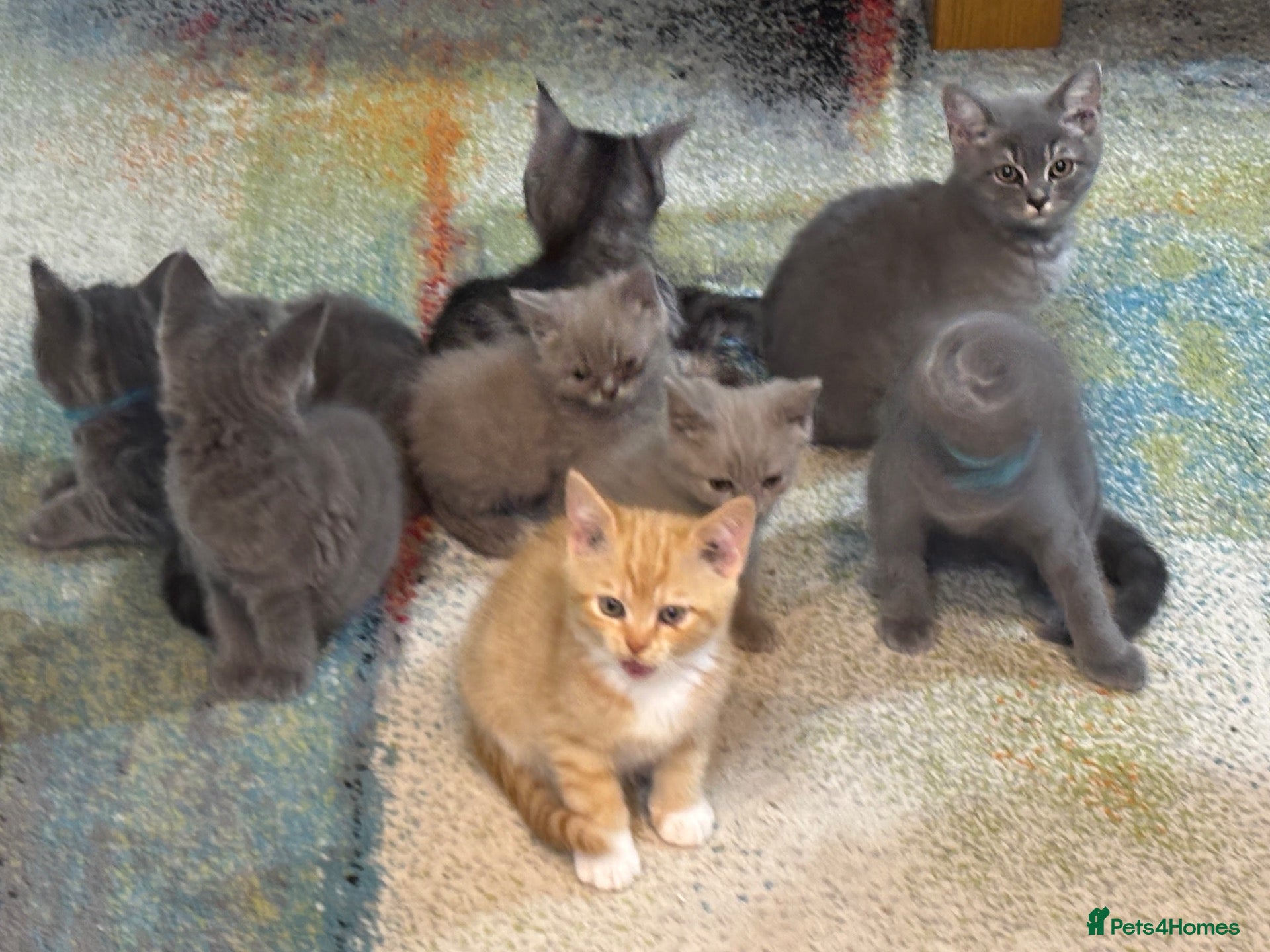 Mixed Breed cats Half bengal half BSH litter  - Advert 1