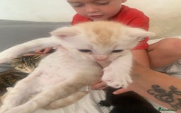 Domestic Shorthair cats for sale: White tabby males  - Image 4