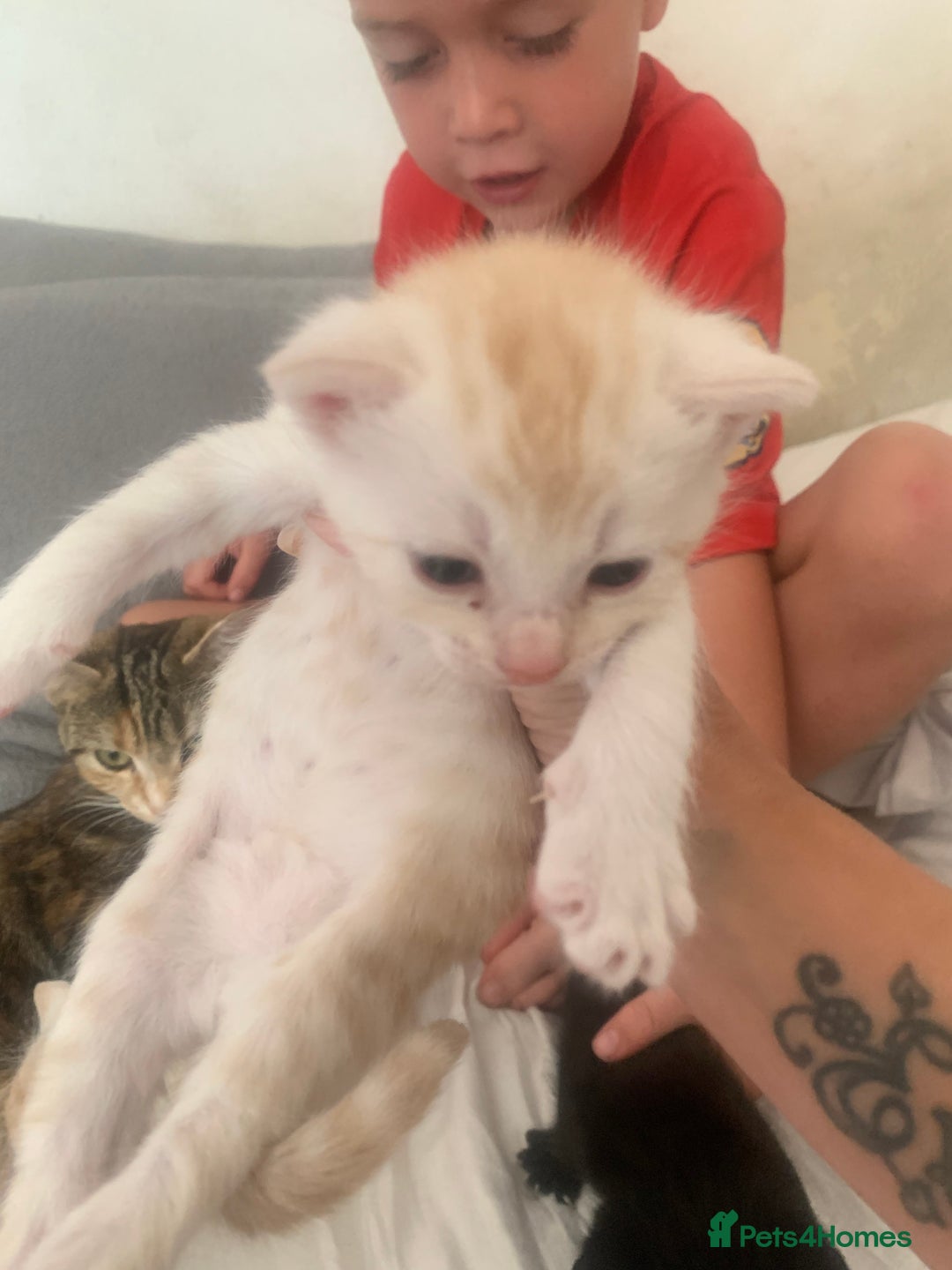 Domestic Shorthair cats for sale: White tabby males  - Image 4
