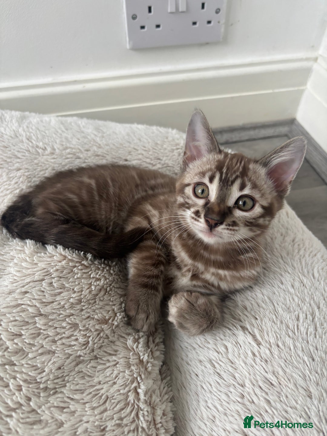 Bengal cats for sale: Pure Bengal kittens ready to go - Advert 11