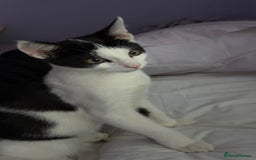 American Shorthair cats for sale: 4 month old kittens  - Image 4