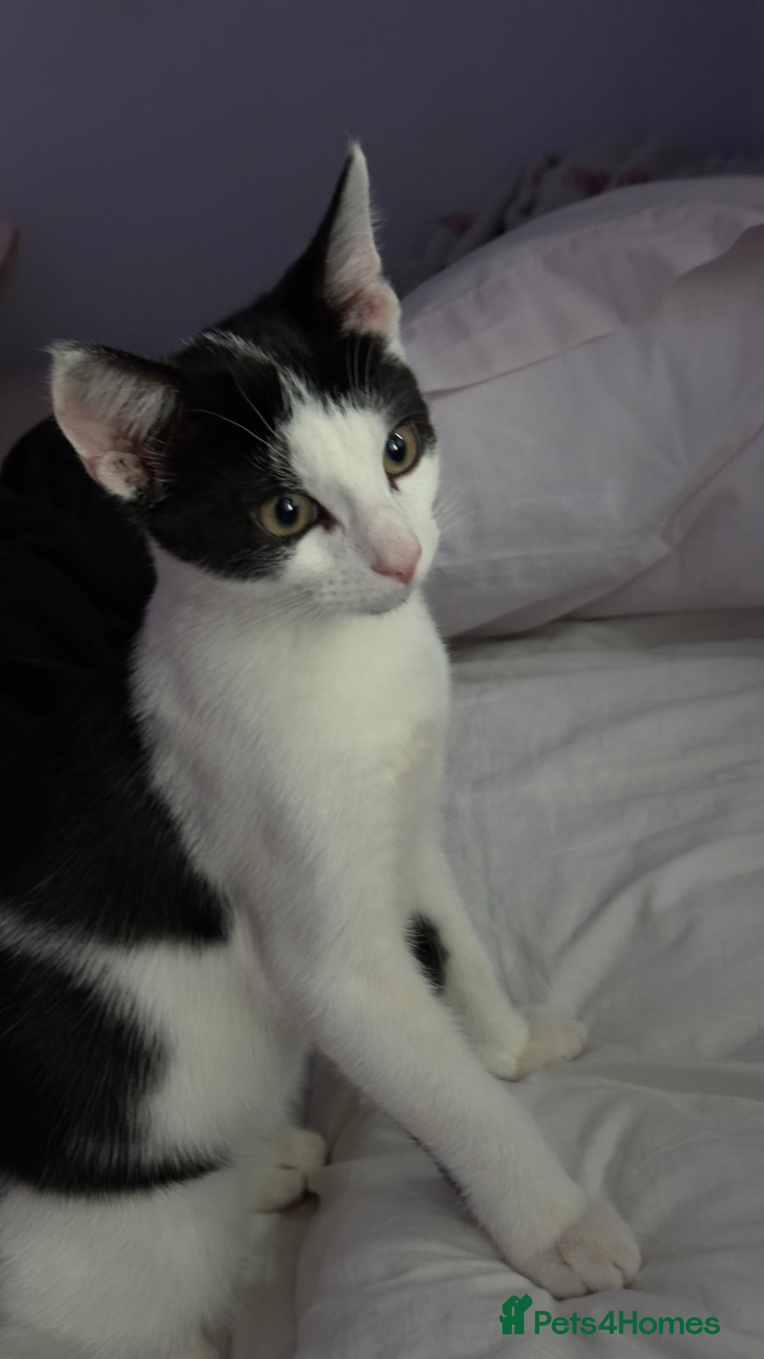 American Shorthair cats for sale: 4 month old kittens  - Image 4