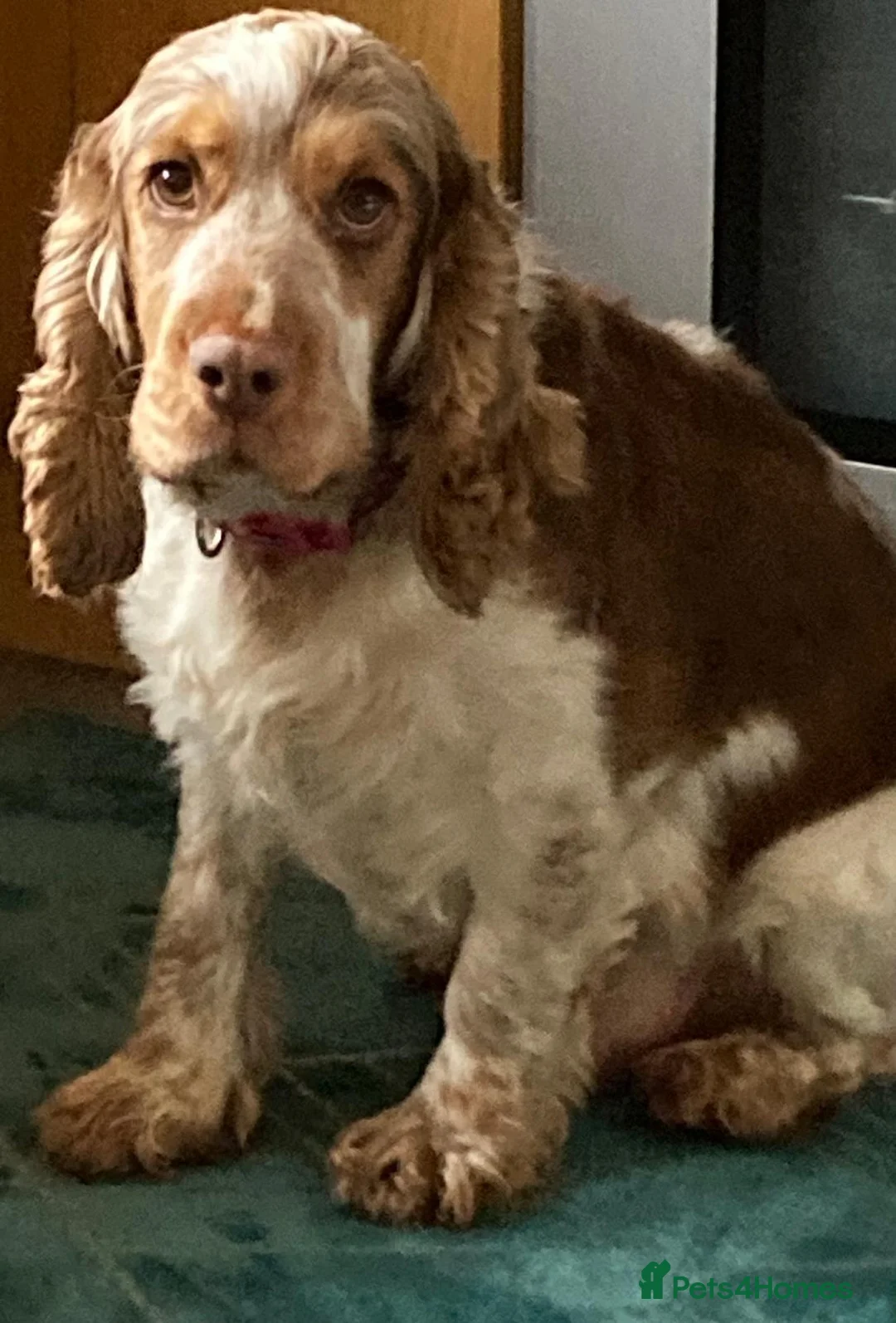 Cocker Spaniel dogs for sale: Female Show Cocker Spaniel - Advert 1