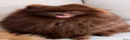 Pomeranian dogs for stud: CHAMPION PEDIGREE KC CHOCOLATE STUD  - Advert 2