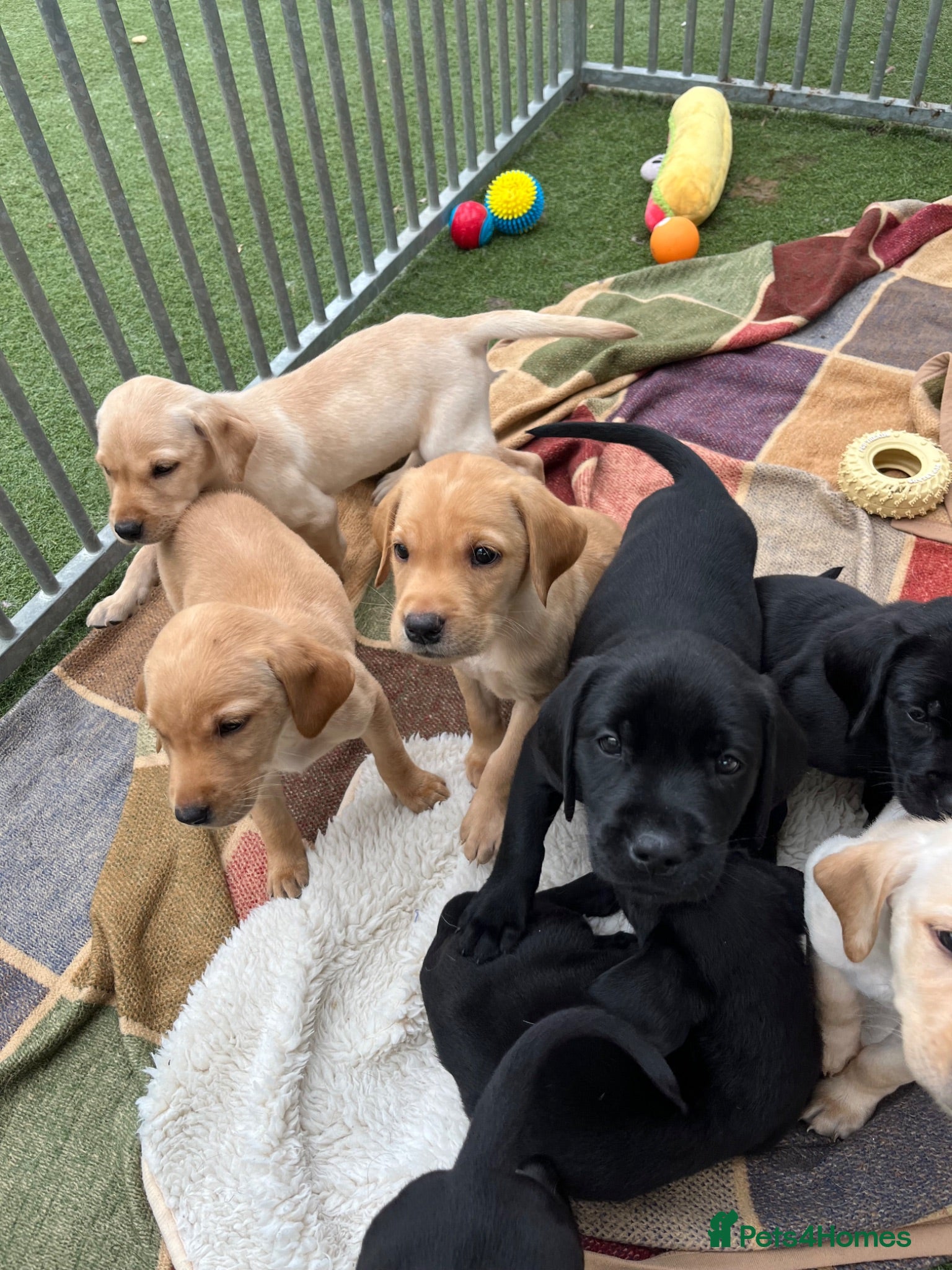 Labrador Retriever dogs Lovely and Lively Labrador Puppies for sale - Advert 2