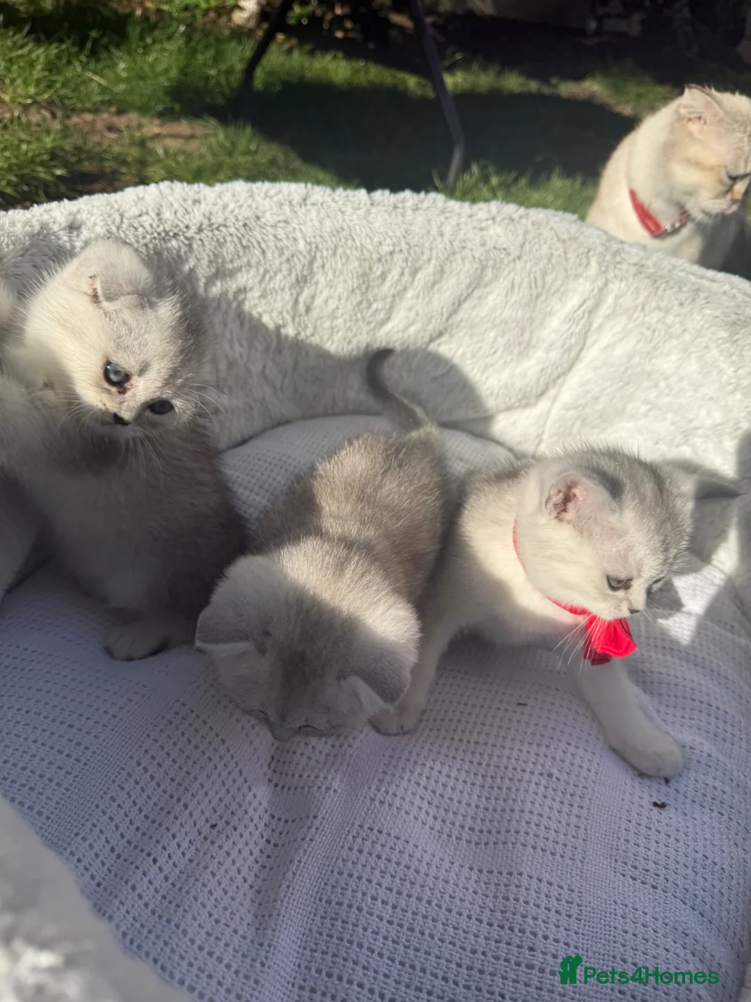 Scottish Fold cats for sale: Scottish straight  - Advert 6