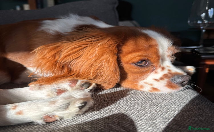 Cavalier King Charles Spaniel dogs - Advert 1