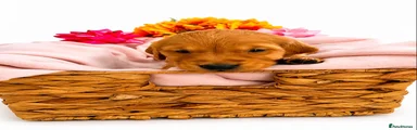 Golden Retriever Puppy 6