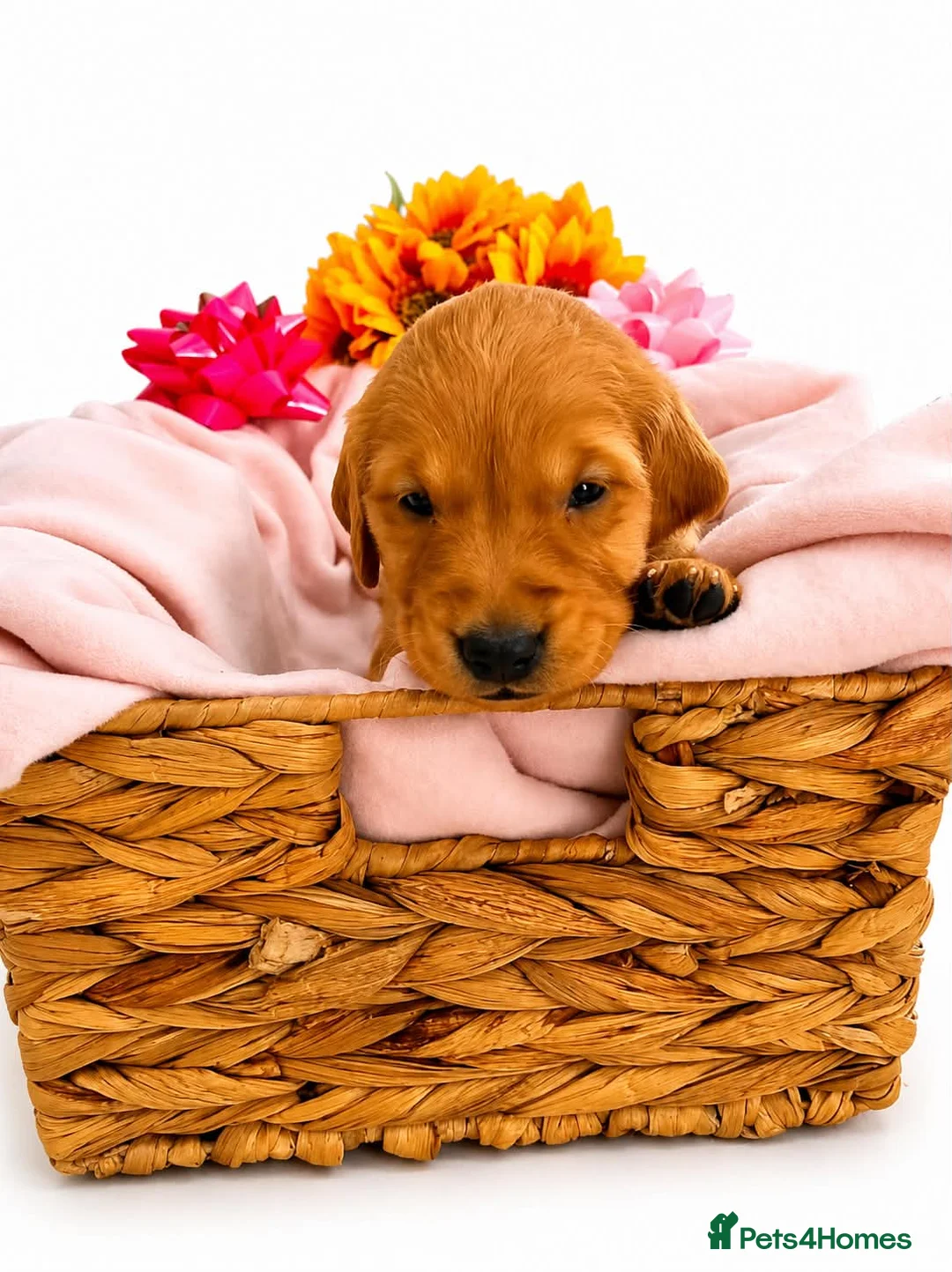 Golden Retriever dogs for sale: Beautiful girl due puppies - Advert 2
