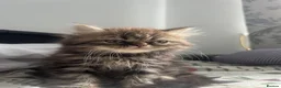 British Longhair cats for sale: Adorable Fluffy Kitten 🐾 - Advert 8