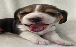 Beagle dogs for sale: KC Registered Beagle Puppies - Image 11