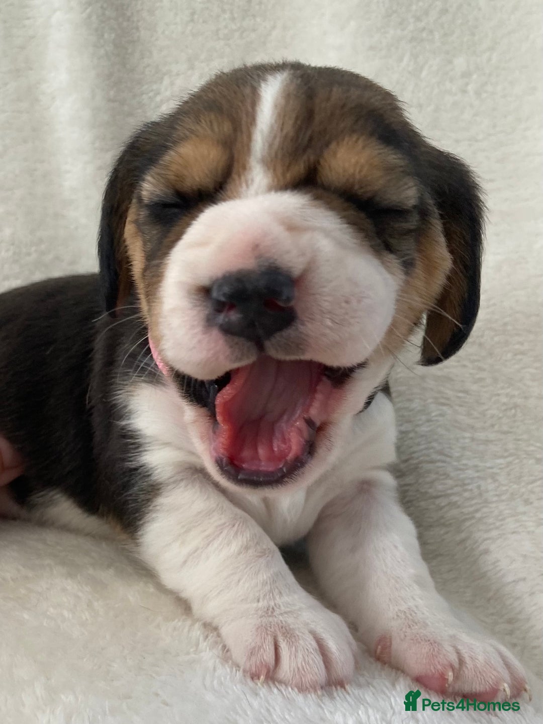 Beagle dogs for sale: KC Registered Beagle Puppies - Image 11