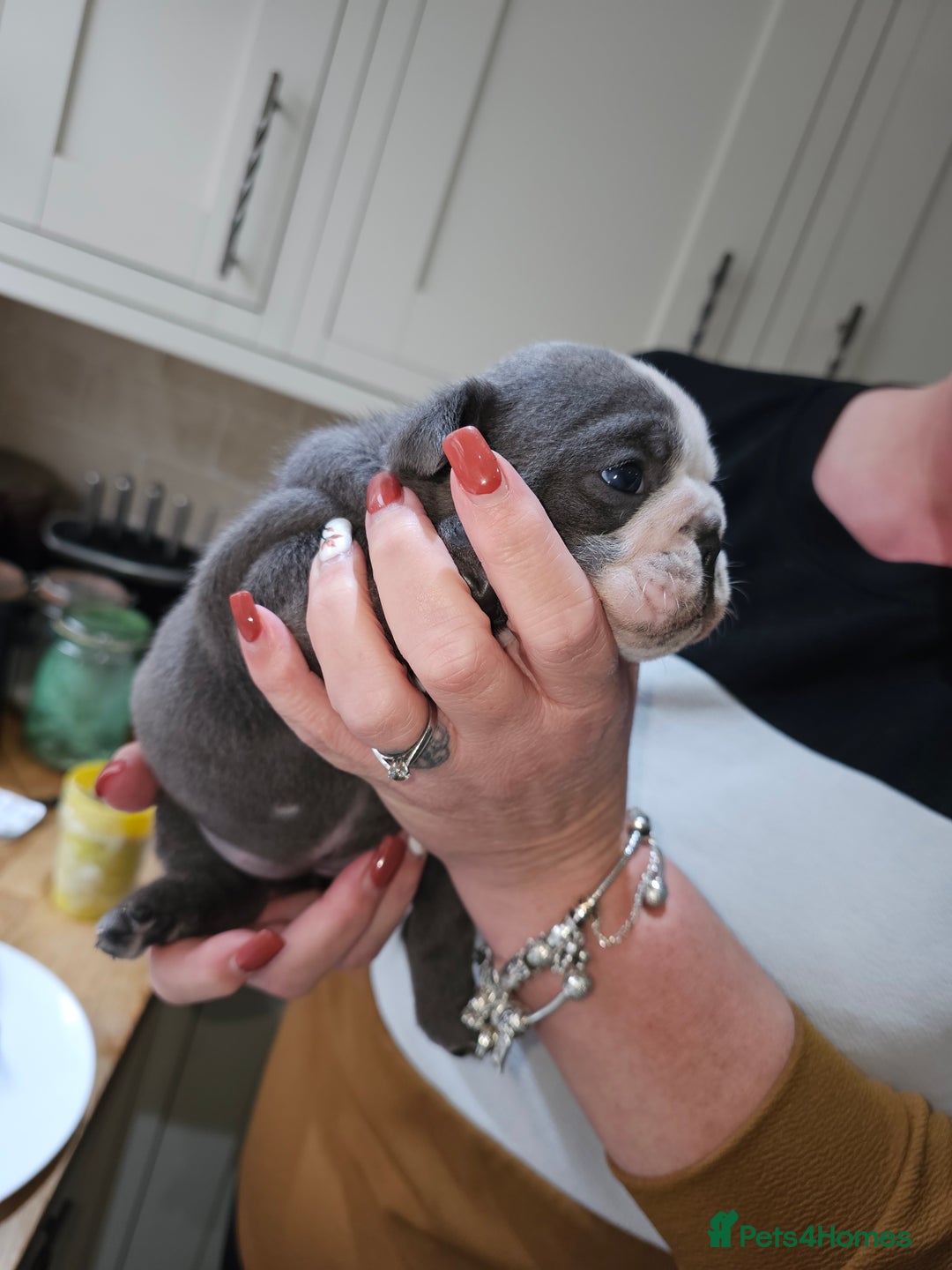English Bulldog dogs for sale: Winnies babies - Image 4