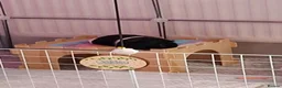 Guinea Pig rodents for sale: Willow and Oakley  in Darlington - Advert 8