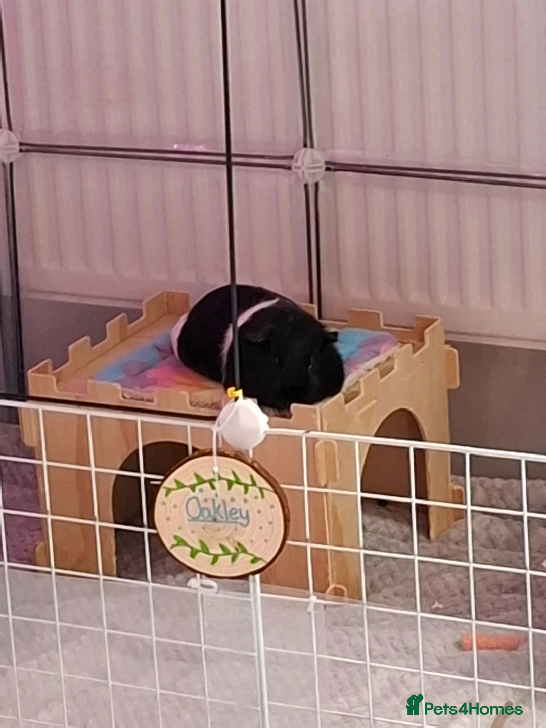 Guinea Pig rodents for sale: Willow and Oakley  in Darlington - Advert 8