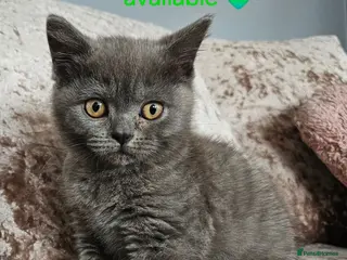 British Shorthair cats British shorthair kittens READY NOW - Advert 10
