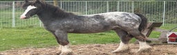 Appaloosa horses for sale: Appaloosa cob 17 month old gelding  - Advert 3