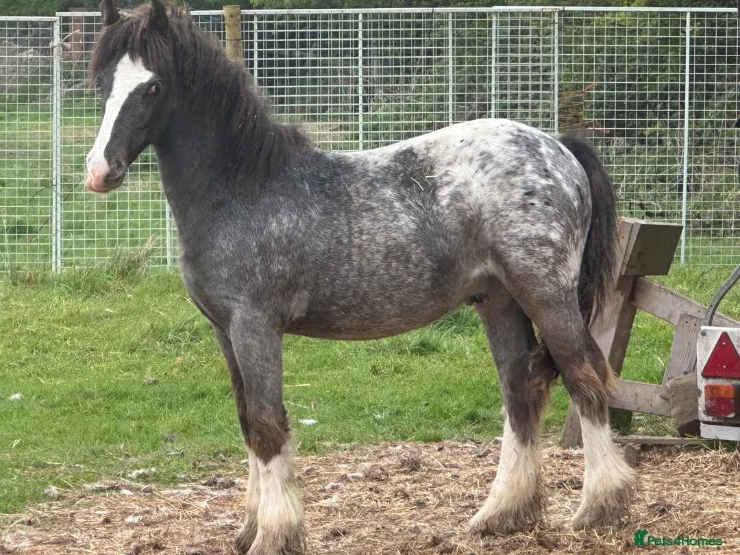 Appaloosa horses for sale: Appaloosa cob 17 month old gelding  - Advert 3